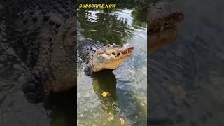Download lagu Beginilah suara asli buaya #shorts mp3 Download lagu Beginilah suara asli buaya #shorts mp3