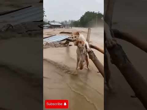 Ibu kucing menyelamatkan anaknya dari banjir #cat #kucinglucubandung #funny #kucingbelangtiga