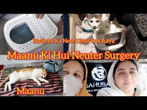 Cat Neuter Surgery Experience 🐾 | New Litter Box Unboxing from Amazon | Sitara Family Vlogs #vlogs
