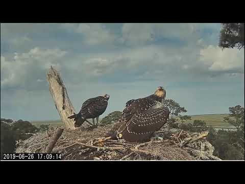 Savannah Osprey cam ~ One Fish For Three!  June 26, 2019