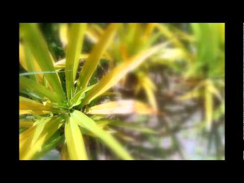 I'll Never See You Smile Again   Earl Klugh