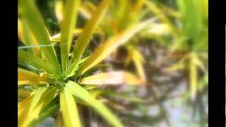 I'll Never See You Smile Again   Earl Klugh