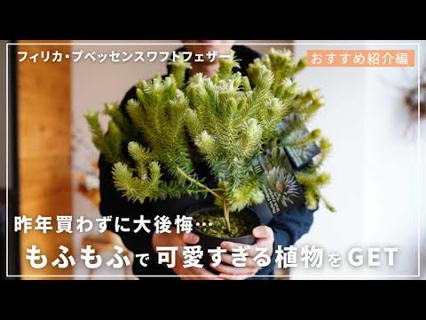 フェザーポピー 植物