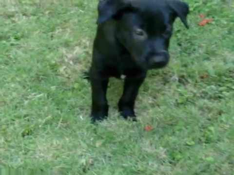 Adopt a Puppy Play DAY