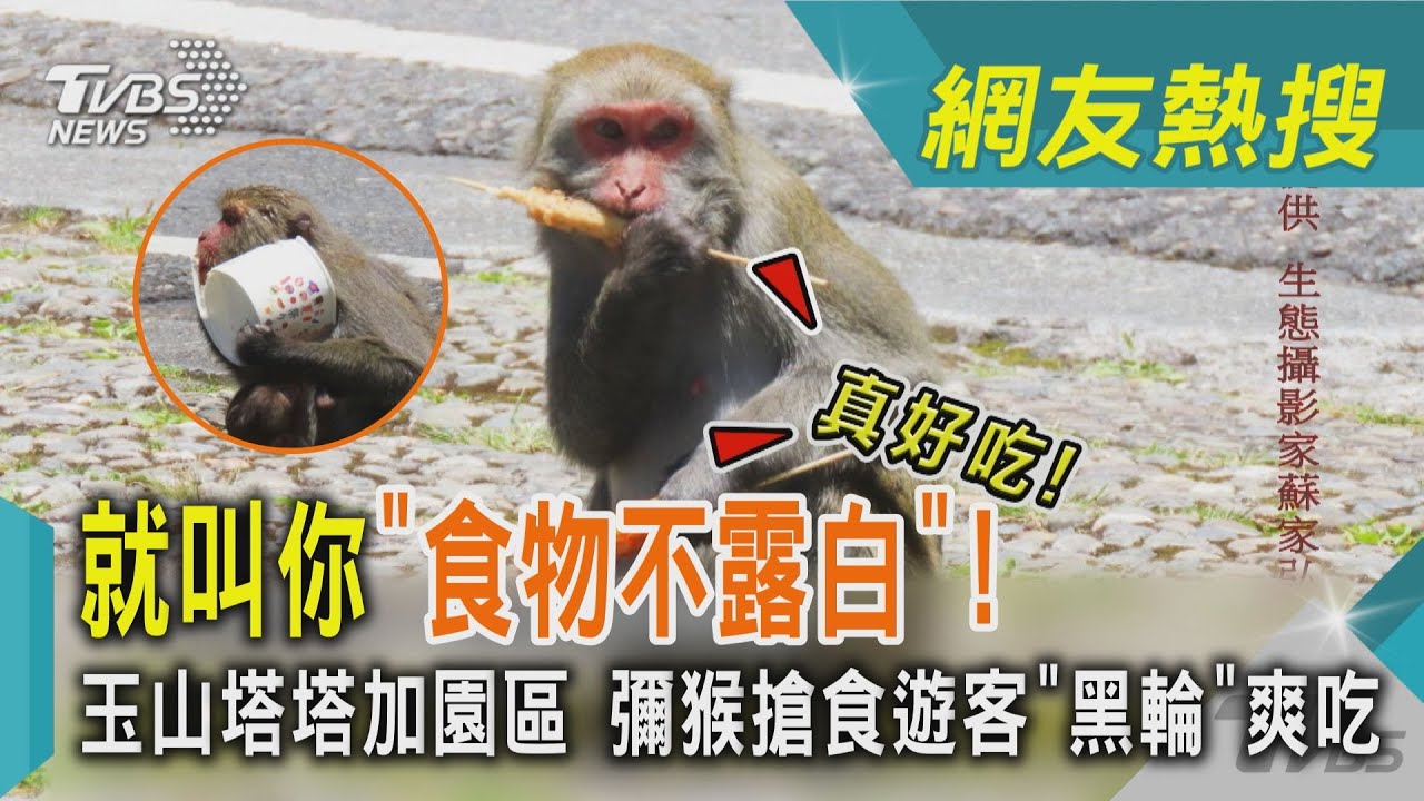 「共享食物」要小心! 玉山獼猴爽吃遊客食物