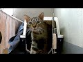 Cat Crate Challenge Guess How Many Cats Fit Inside