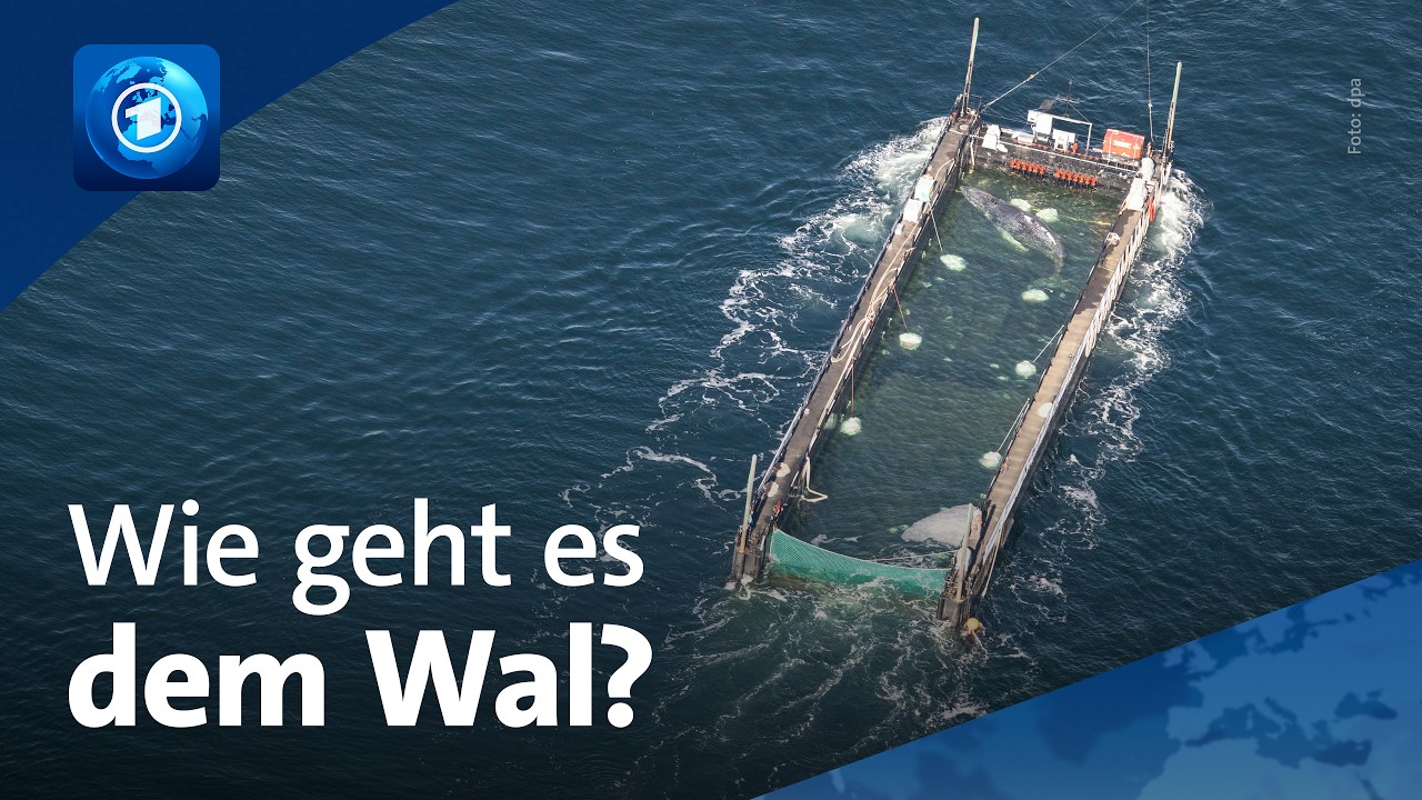 Buckelwal Timmy auf dem Weg in die Nordsee