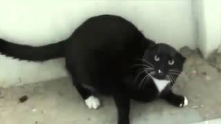 ☛Recopilacion de gatos furiosos |【Debes De Verlo】