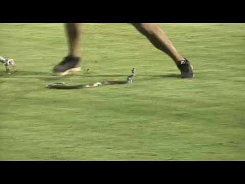 Grounds Crew Members Try To Corral Snake On The Field At Double-A Baseball Game