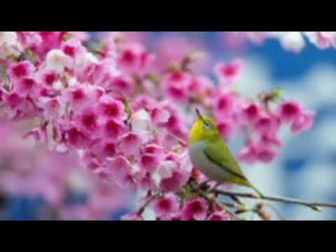 Далер Назаров - Бадахшон (Бихонум байти бепоён мехонум) @Sirius_Art_Mira