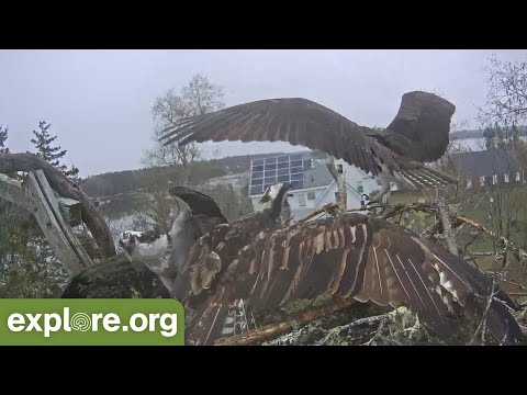 Osprey Fights, Egg Hatches, And Other Live Cam Moments You Missed!