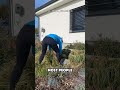 Braiding Wild Plants?