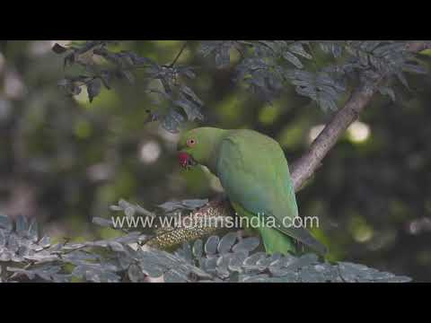 Millet and Morning Light: The Parrot’s Cinematic Pause