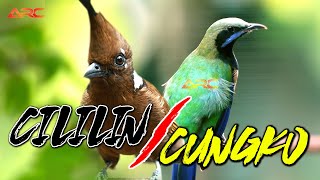 Download lagu MASTERAN KOMBINASI CILILIN vs CUNGKO | MASTERAN MEWAH SUPER NEMBAK mp3