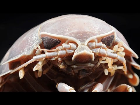 Facts: The Giant Isopod
