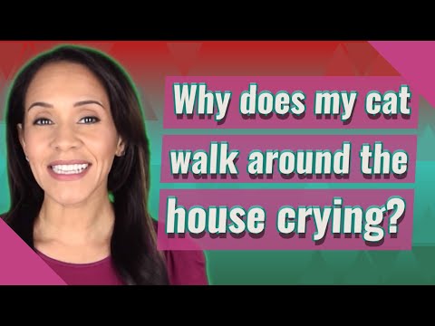 Why does my cat walk around the house crying?