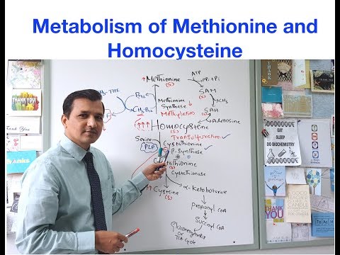Metabolism of methionine