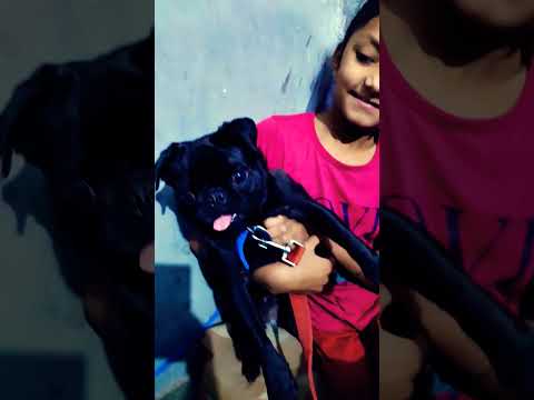 meri lusi ta bhut sohni a kuttiya 😅🤣🤣🤭🎥😍🐩🐩🐕🐕