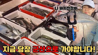 지금 당장 군산으로 가야하는 이유🐟ㅣ고등어 잘 잡는 선장님 꿀팁 | 야간라이트지깅ㅣ고등어보다 더 반가운 돼지전갱이ㅣ비응항 모비딕호 🛥️