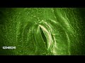 Microscopic footage of the stomata of a plant leaf opening and closing speed up 140
