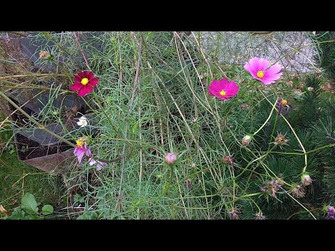 Cosmos bipinnatus (Cosmea)