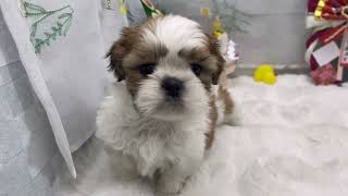 シーズーの動画01