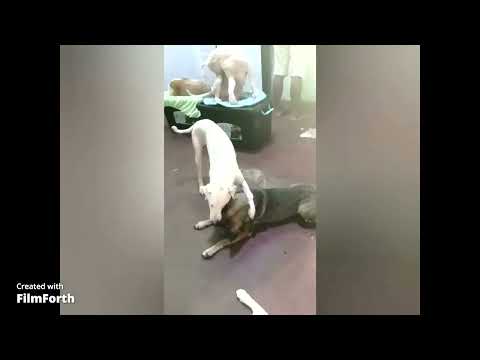 Laurascape Bedtime Story: Shantay's journey