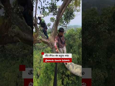 తేనె కోసం ఈ ఇద్దరూ ప్రాణాలను పణంగా పెడతారు #Shorts