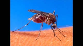 Moderate Rock - "Mosquito Song" Cover (QOTSA)