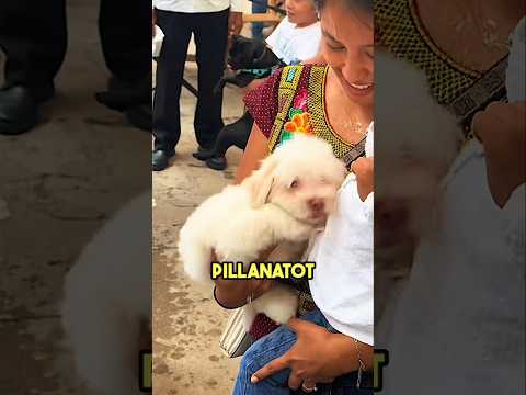 Drága Pici Kutyák 🥺#shorts #hungry #történe