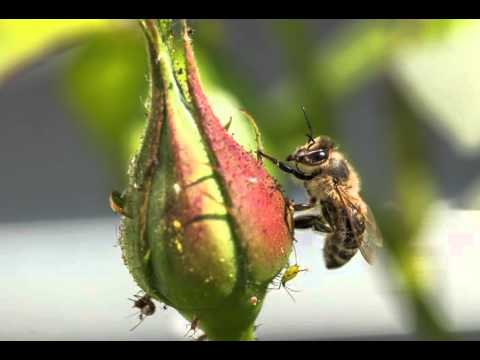 The Circus Bee - A March by Henry Fillmore