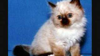 Cats and Dogs - Sometimes