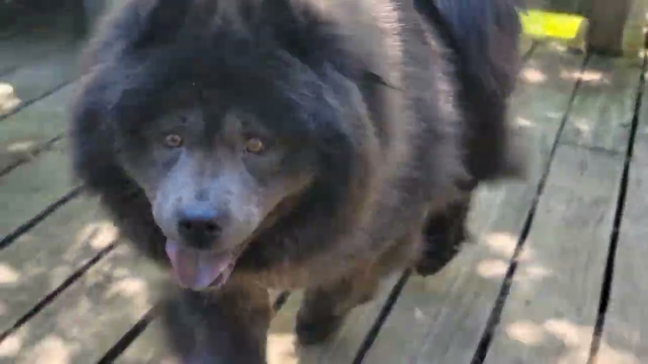 Enlarge MOMO, a ADOPTABLE Chow Chow in Eastsound, WA video 5/5