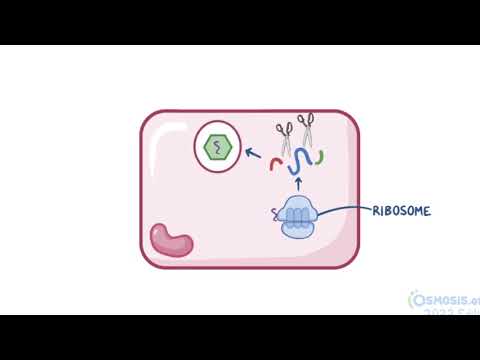 Hepatitis A and Hepatitis E Virus