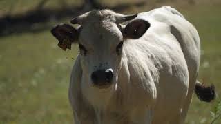 A CAIXA MGICA.    (Para refletir)