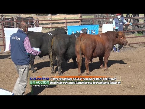 1° Jura Fenotípica de la 5ta. Prueba Pastoril Angus del Litoral - Martin Sieber