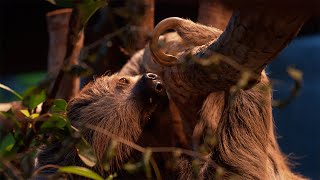 Sloths | Weird Animal Searches | BBC Studios