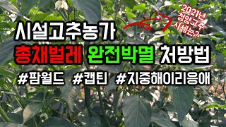 시설고추, 21년 청양고추시세 최소2~4배 높게 받은 이유! 고추 총채벌레 완벽방제에 답이 있다.