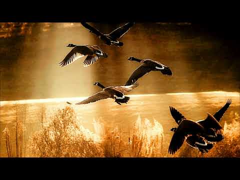 1552-LUIGI GATTI  - Concierto Piano y Orquesta C-mayor L7e. 5