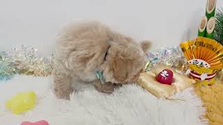 ハーフ犬の動画01