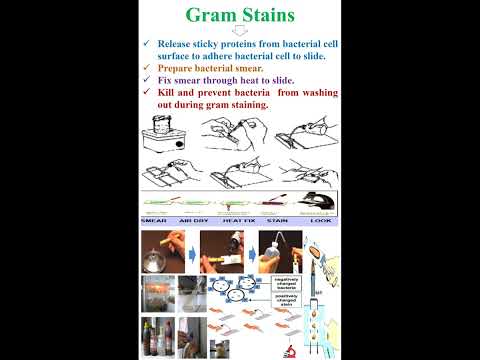 Bacterial Gram Stains   #geneticteacher