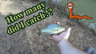 How many FISH did I catch with a TINY piece of worm?