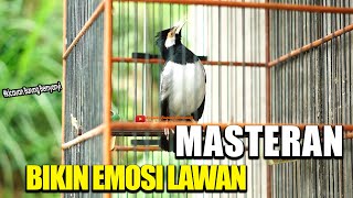 Download lagu TERAPI JALAK SUREN BAHAN AGAR GACOR DAN BONGKAR ISIAN - FULL ISIAN MOMPA..!! mp3 Download lagu TERAPI JALAK SUREN BAHAN AGAR GACOR DAN BONGKAR ISIAN - FULL ISIAN MOMPA..!! mp3