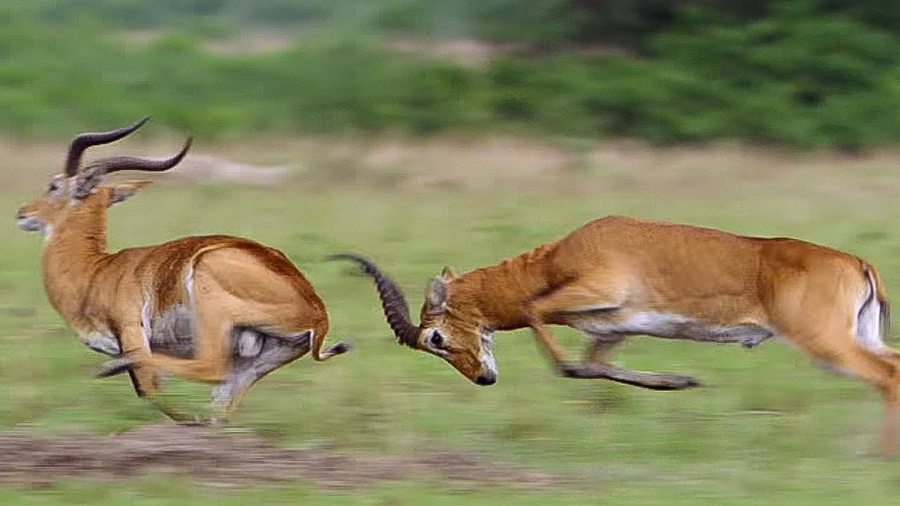 Kob Mating Ritual The Great Rift