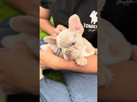 Video 1