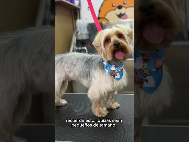 Vídeo relacionado con Wendy y Toby: Dos Yorkis en casa (Saga cuentos de mascotas nº 1)