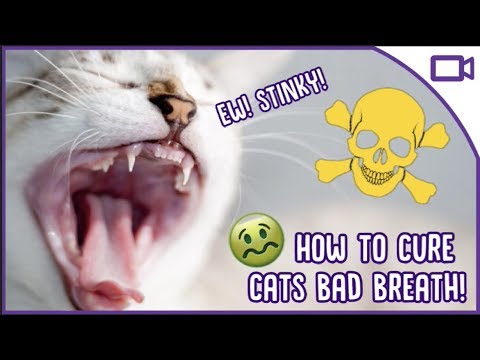 Why Does My Cat Have Bad Breath? - How to Cure It!