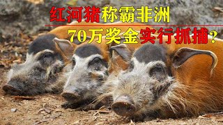 [問卦] 非洲野豬如果來台灣會泛濫嗎？