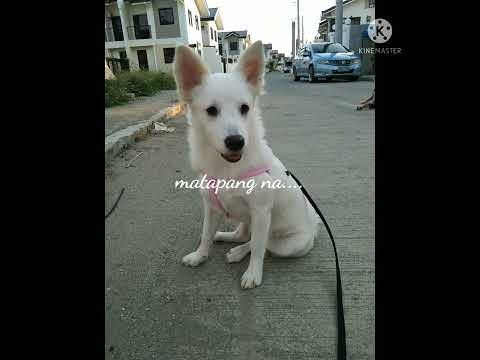 My furbaby Shala♥️♥️♥️