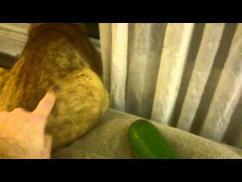 Are Cats Afraid of.... a Zucchini